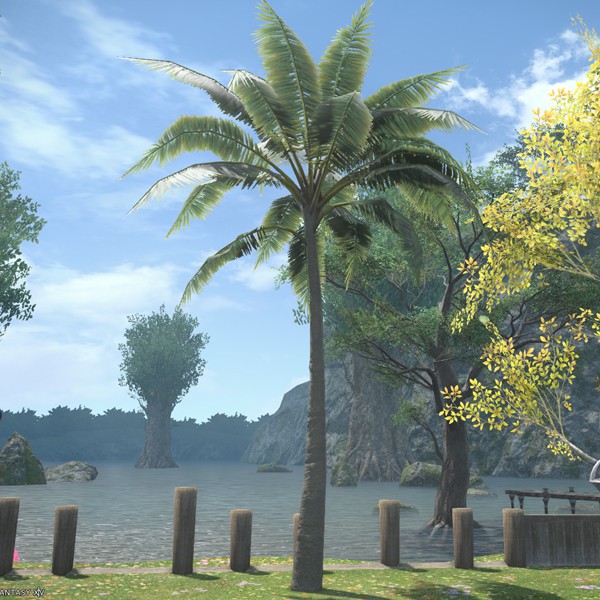 海岛棕榈树