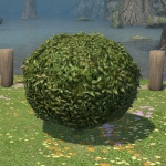 球形灌木
